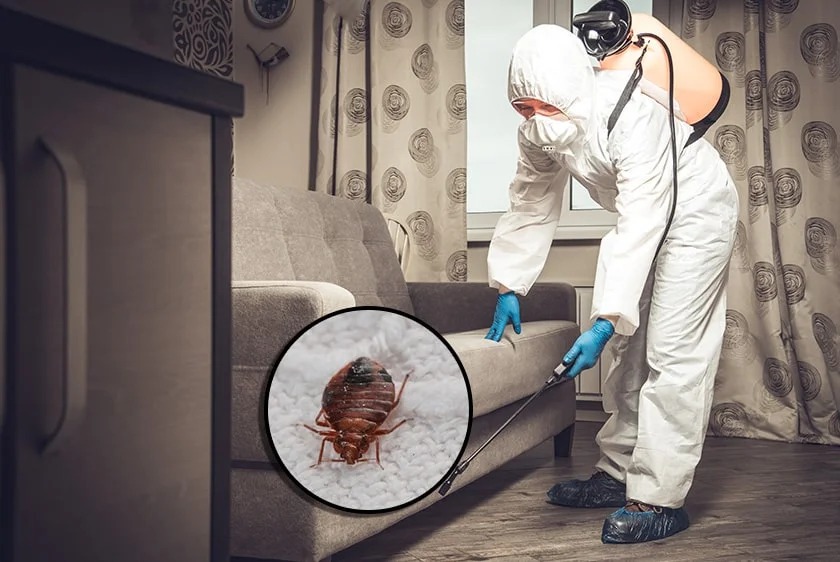 Bed Bugs Pest Control services