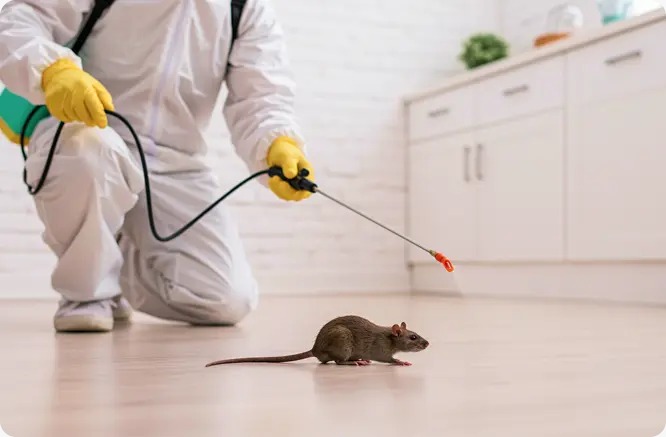 Rodent/Rats Management Service